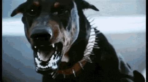 Download Angry Typing Dog GIF for free. 10000+ high-quality GIFs and other animated GIFs for Free on GifDB.